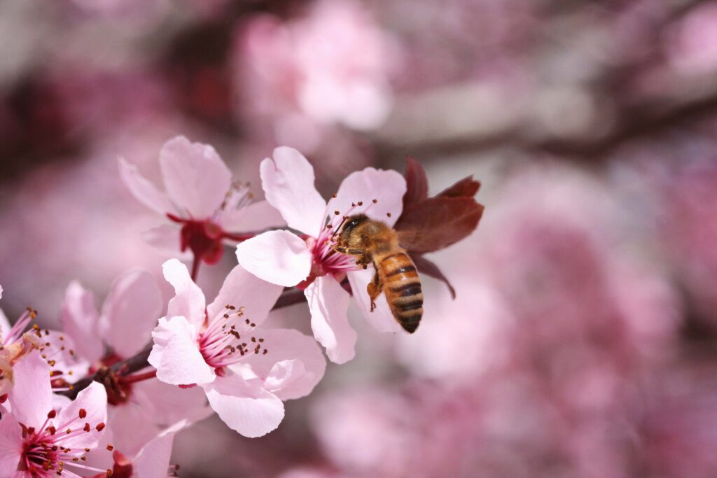 Boise's Brightest Eco-Friendly Spring Cleaning Hacks You Need to Know!